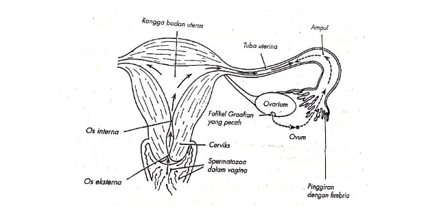 Latihan Peregangan Abdomen Terbukti Kurangi Nyeri Haid