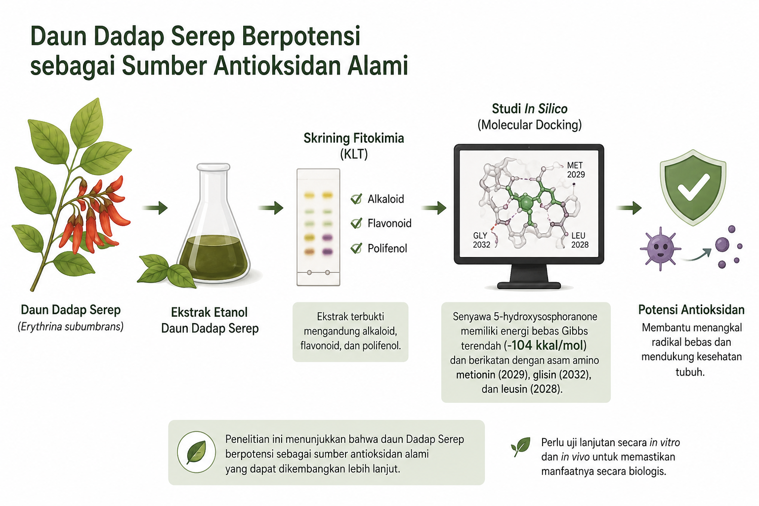 Daun Dadap Serep Berpotensi Jadi Sumber Antioksidan Alami